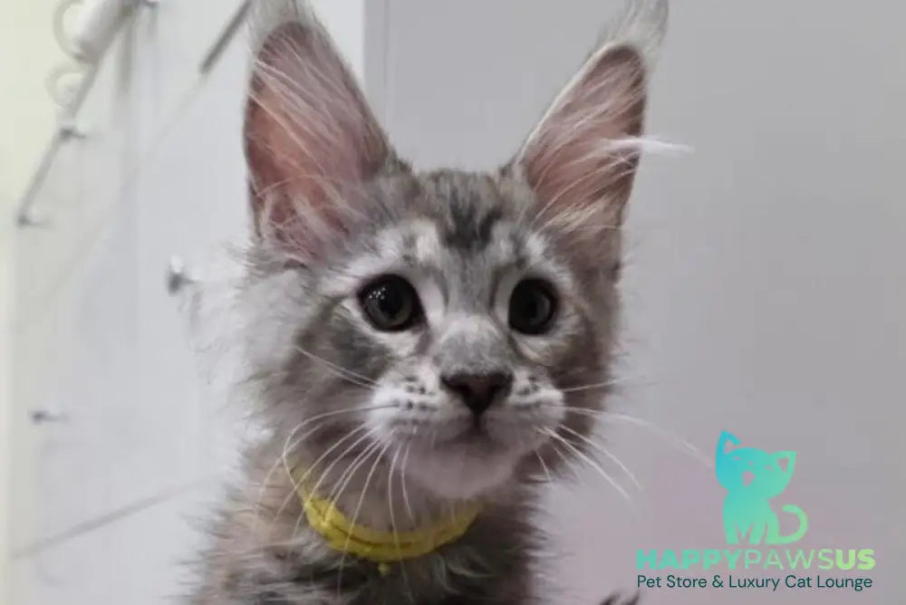 Tesla Maine Coon female black tortie bicolour tabby live animals