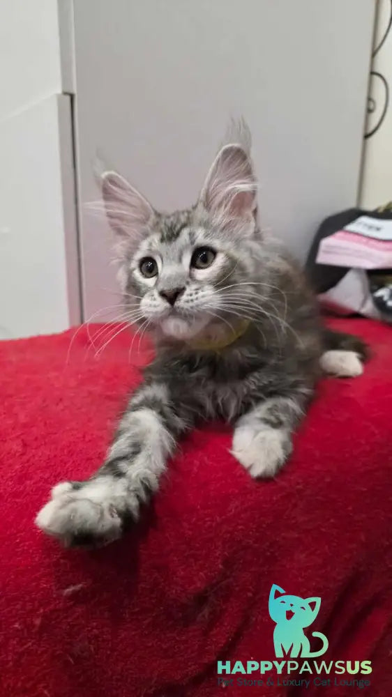 Tesla Maine Coon female black tortie bicolour tabby live animals