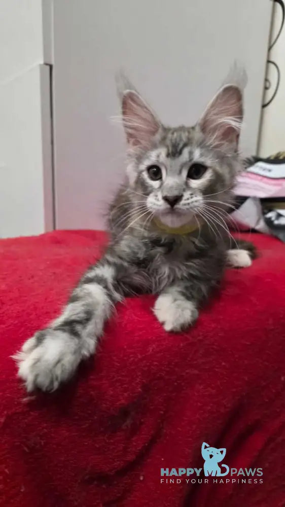 Tesla Maine Coon female black tortie bicolour tabby live animals