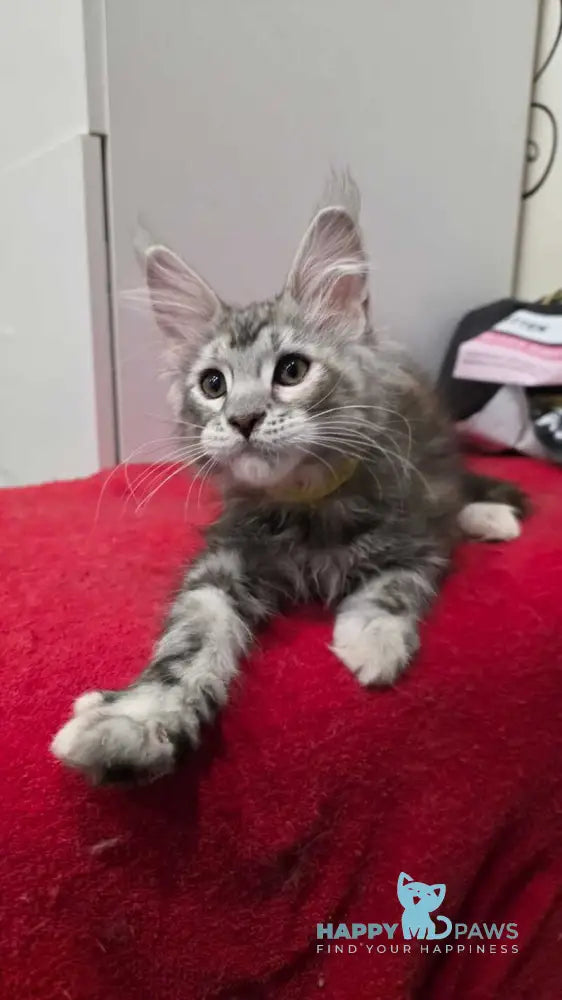 Tesla Maine Coon female black tortie bicolour tabby live animals