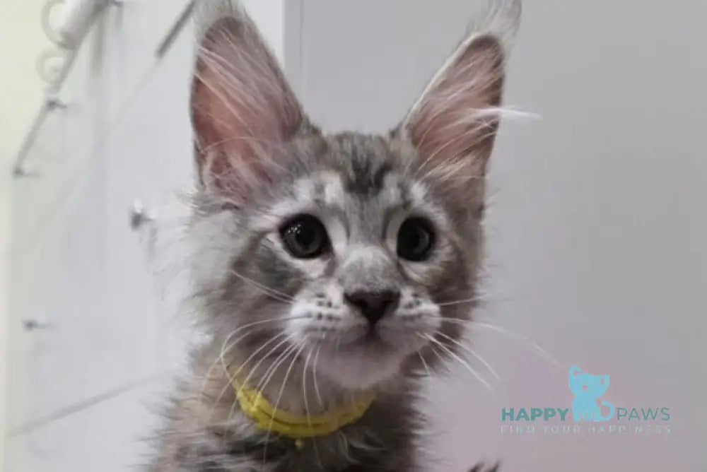 Tesla Maine Coon female black tortie bicolour tabby live animals