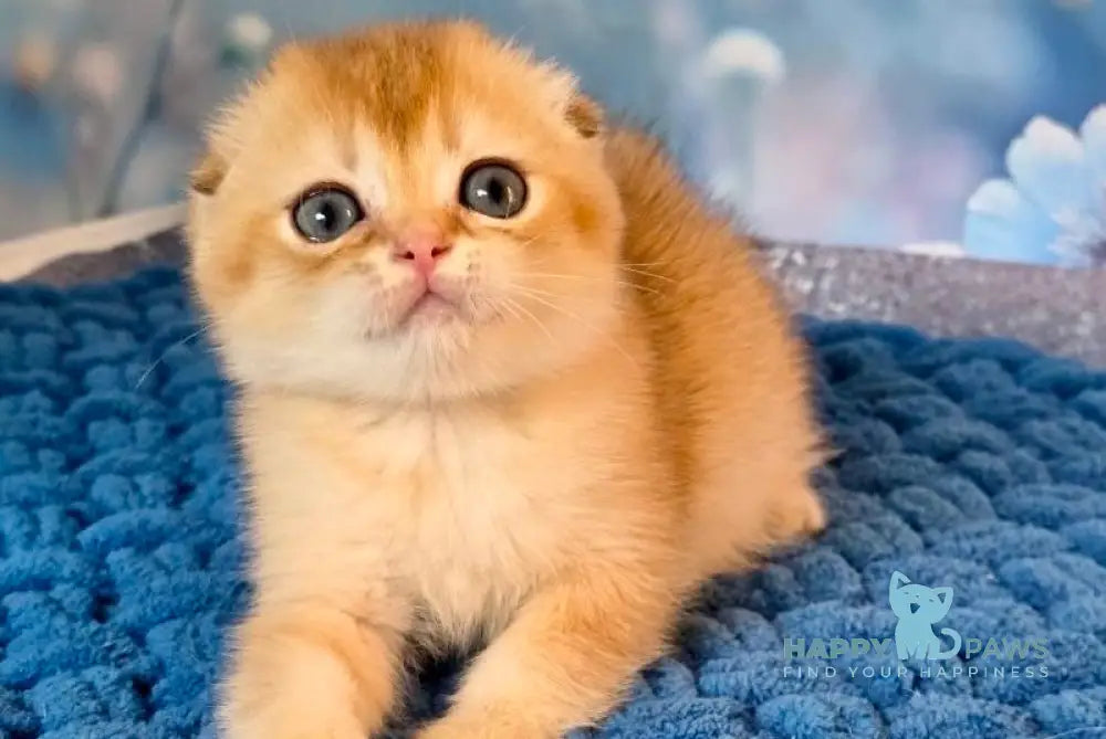 Tesla Scottish Fold female black golden chinchilla live animals