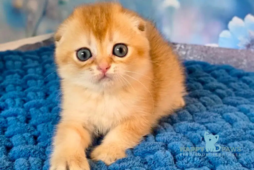 Tesla Scottish Fold female black golden chinchilla live animals