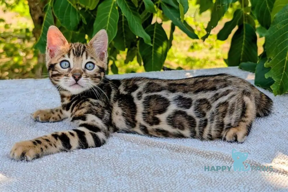 Tess Bengal female black spotted tabby live animals