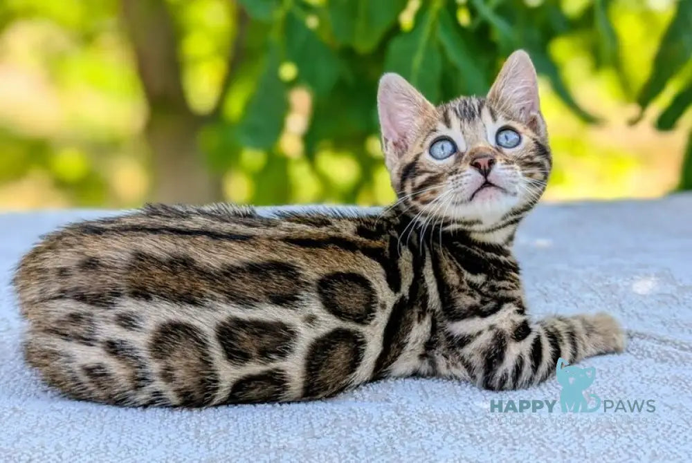 Tess Bengal female black spotted tabby live animals