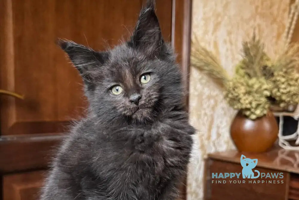 Tess Maine Coon female black live animals