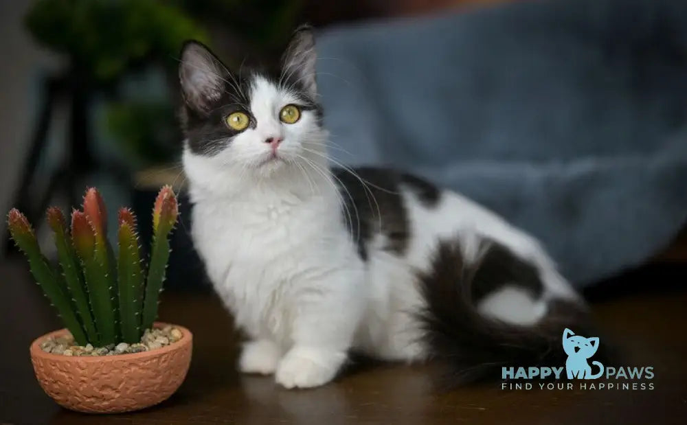 Tessa Munchkin female black with white live animals