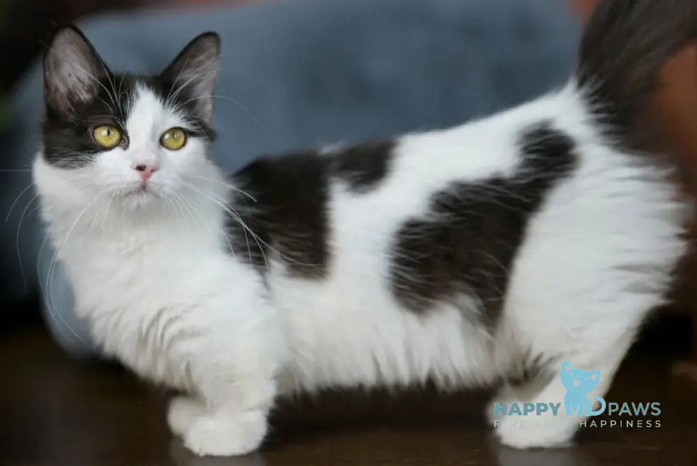 Tessa Munchkin female black with white live animals