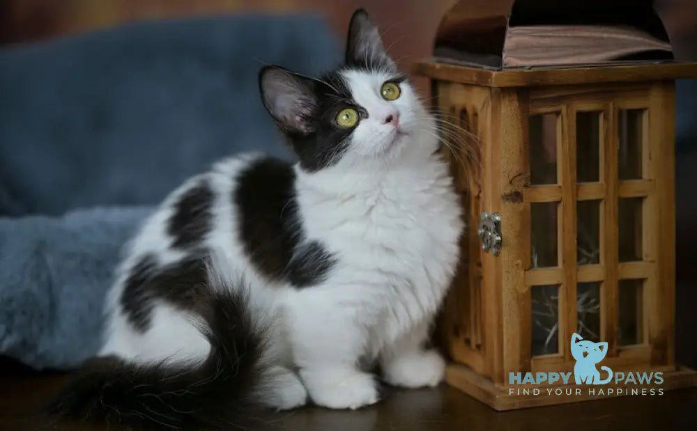 Tessa Munchkin female black with white live animals