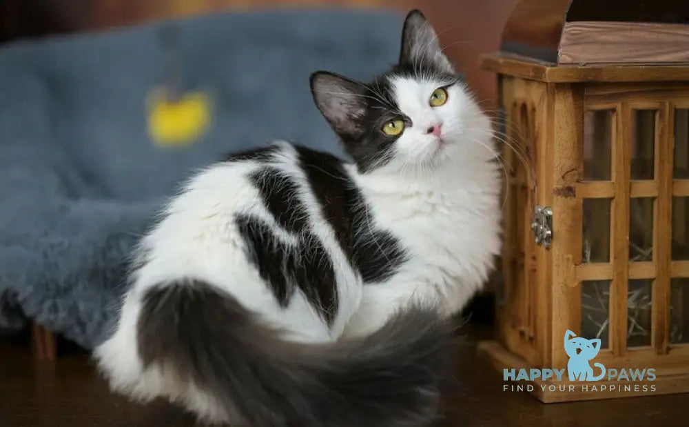 Tessa Munchkin female black with white live animals