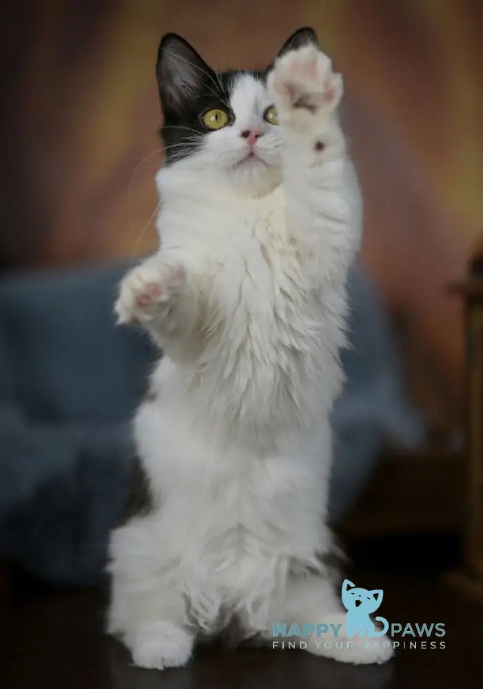 Tessa Munchkin female black with white live animals