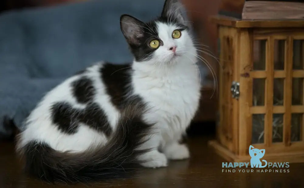 Tessa Munchkin female black with white live animals