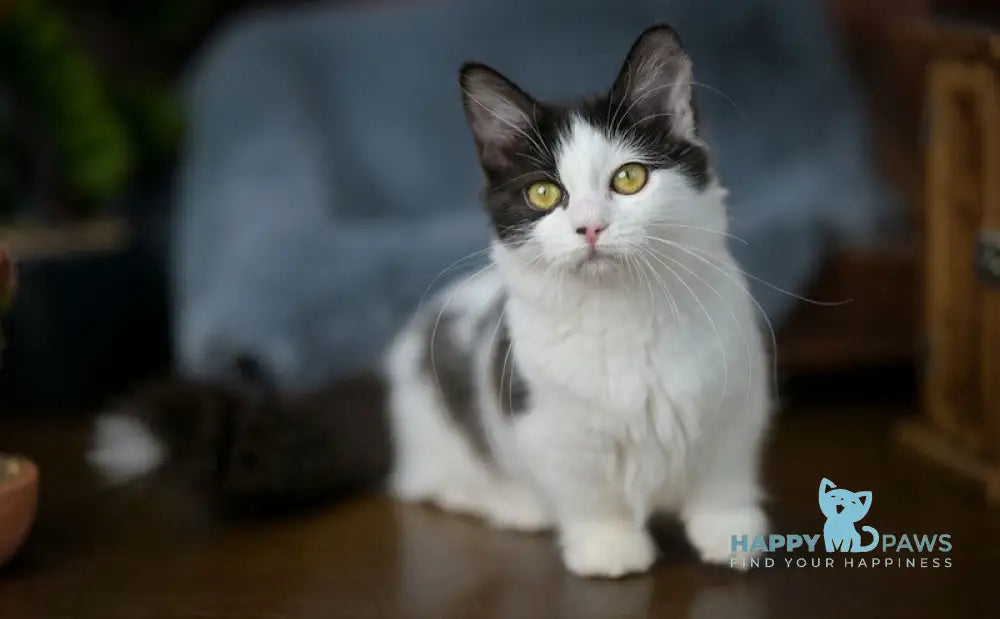 Tessa Munchkin female black with white live animals