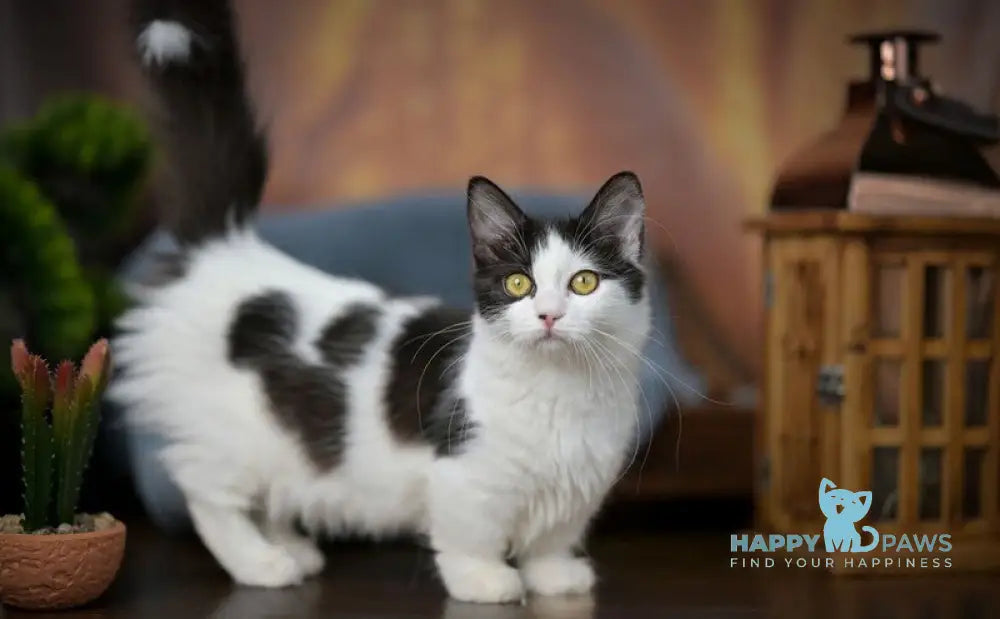 Tessa Munchkin female black with white live animals