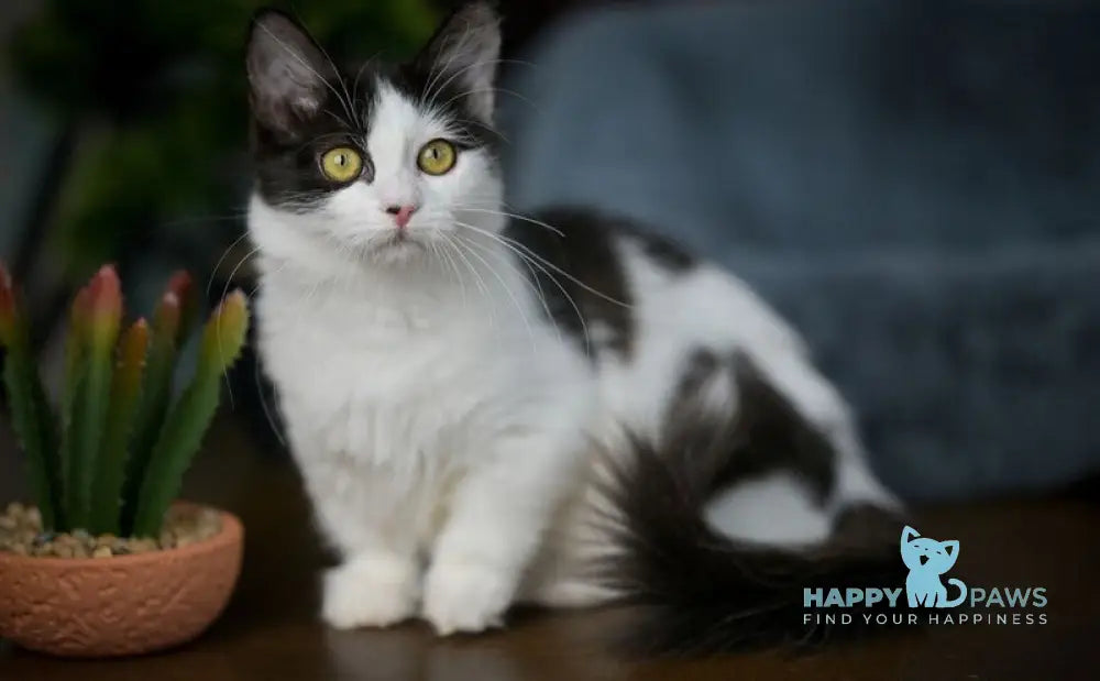 Tessa Munchkin female black with white live animals