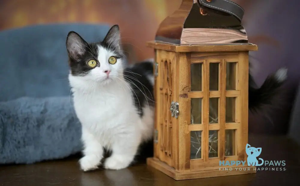 Tessa Munchkin female black with white live animals