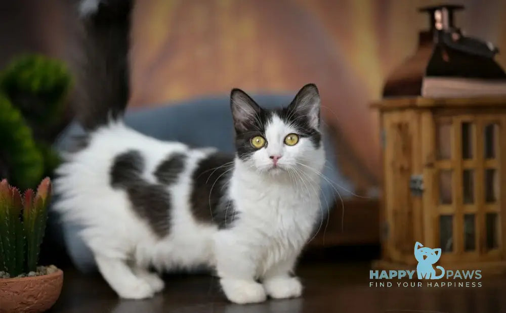 Tessa Munchkin female black with white live animals