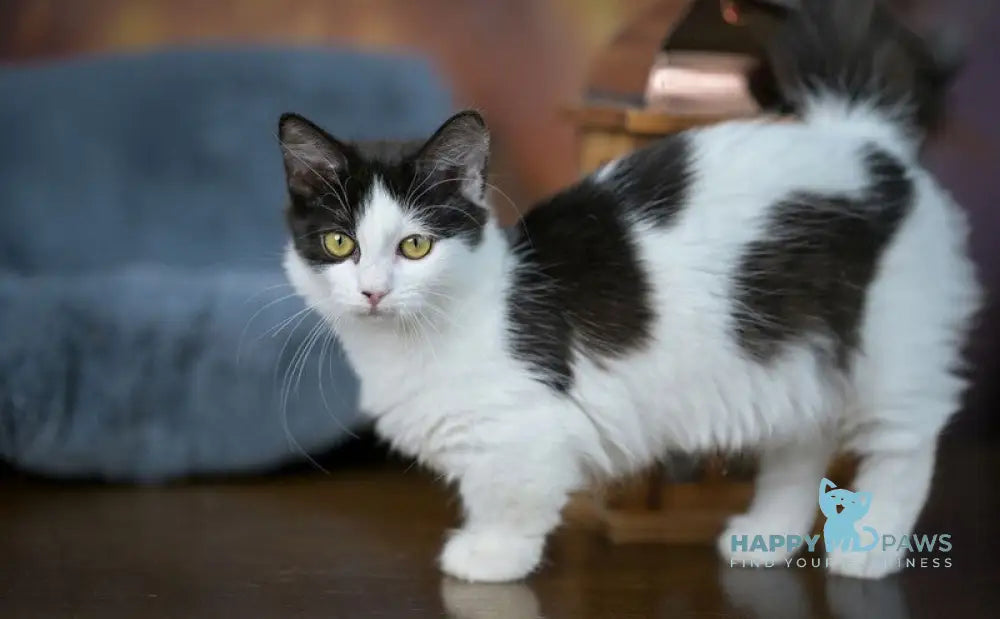 Tessa Munchkin female black with white live animals