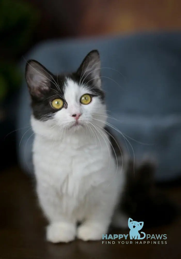 Tessa Munchkin female black with white live animals