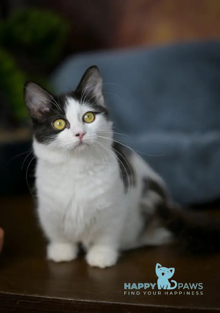 Tessa Munchkin female black with white live animals