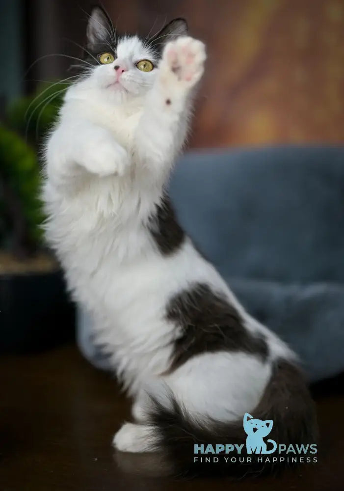 Tessa Munchkin female black with white live animals