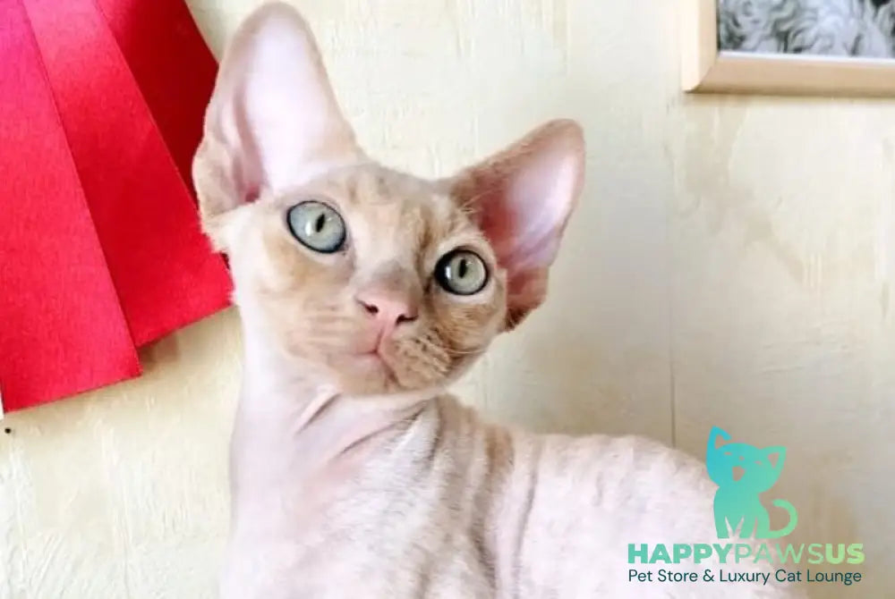 Tevon Devon Rex male cream tabby - live animals