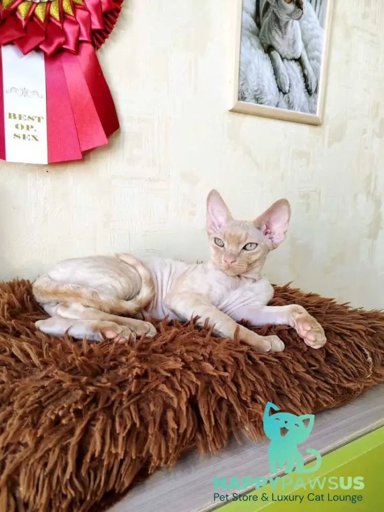Tevon Devon Rex male cream tabby - live animals