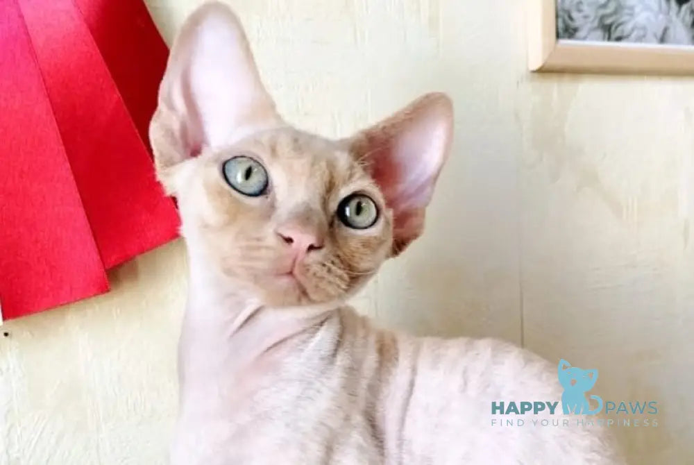Tevon Devon Rex male cream tabby - live animals