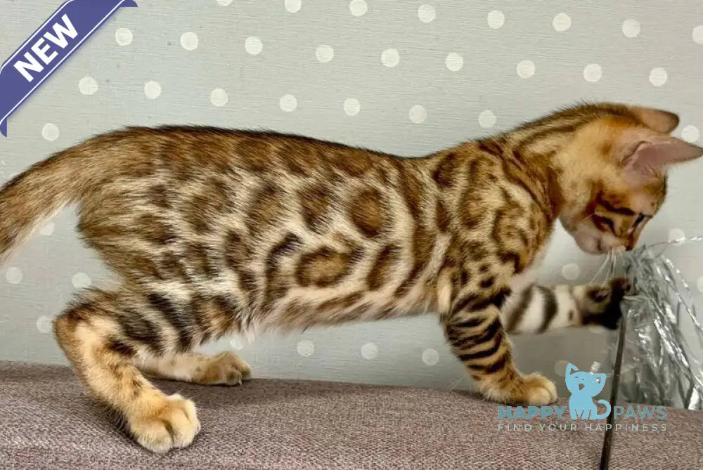 Texas Bengal male black spotted tabby - live animals