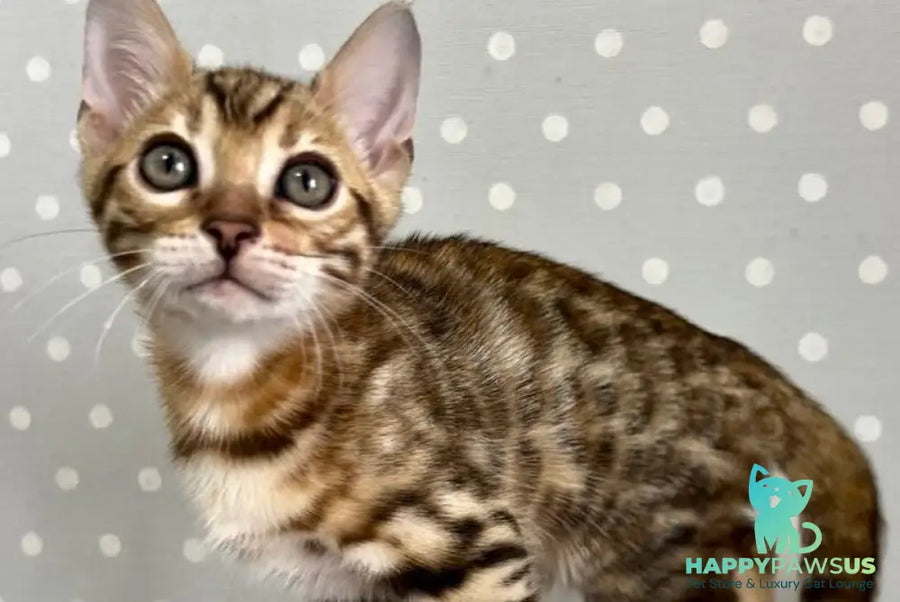 Texas Bengal male black spotted tabby - live animals