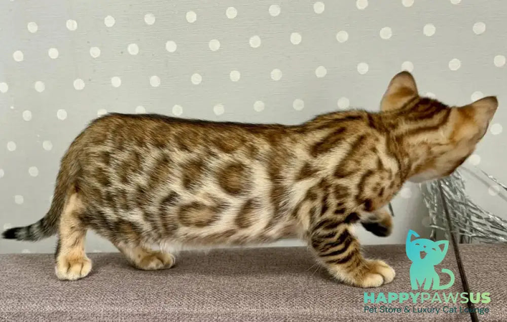 Texas Bengal male black spotted tabby - live animals