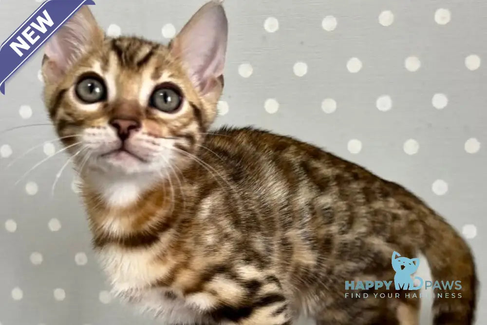 Texas Bengal male black spotted tabby - live animals