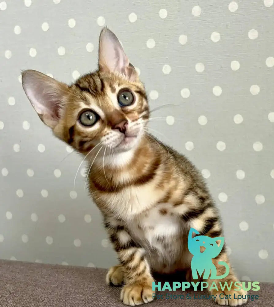 Texas Bengal male black spotted tabby - live animals
