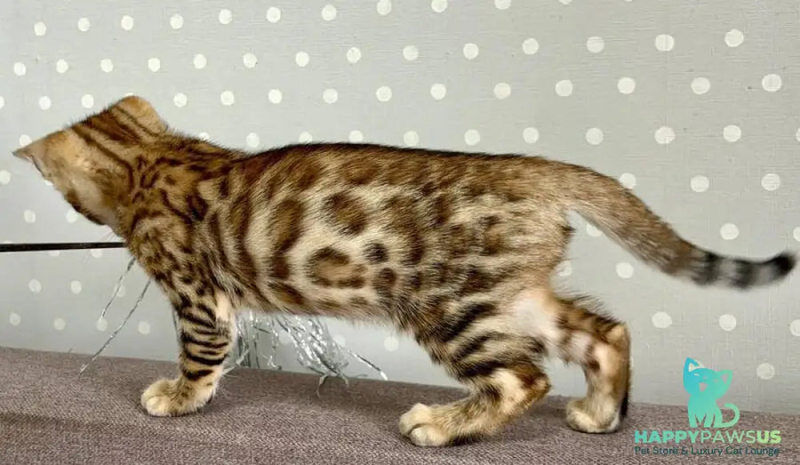 Texas Bengal male black spotted tabby - live animals