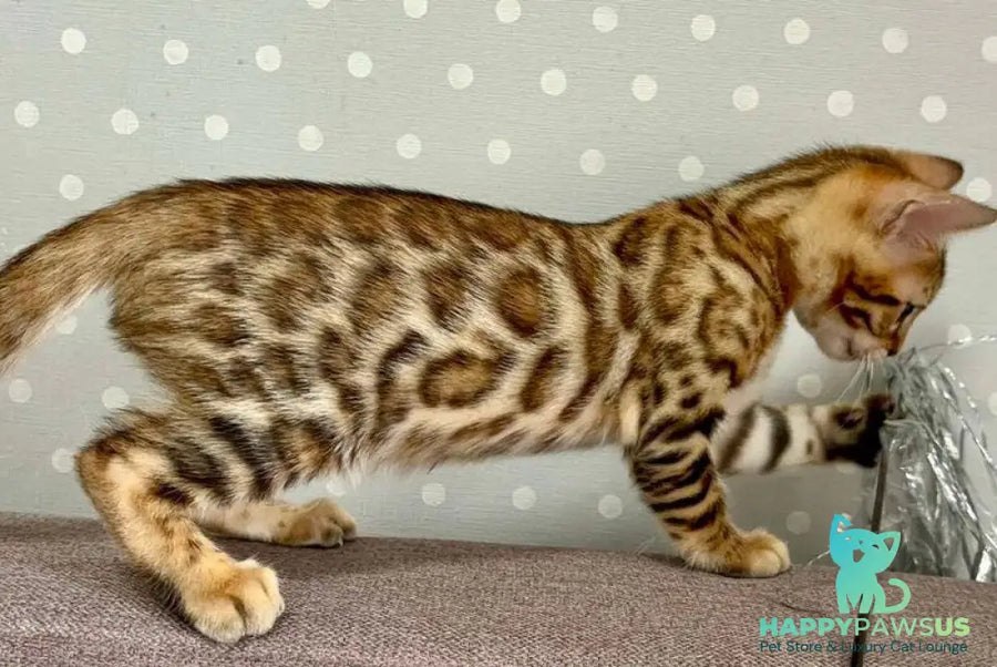 Texas Bengal male black spotted tabby - live animals