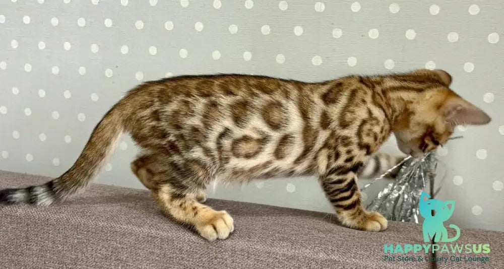 Texas Bengal male black spotted tabby - live animals
