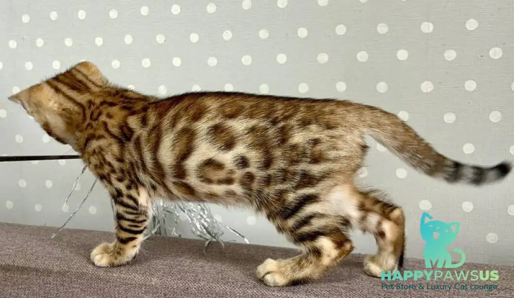 Texas Bengal male black spotted tabby - live animals