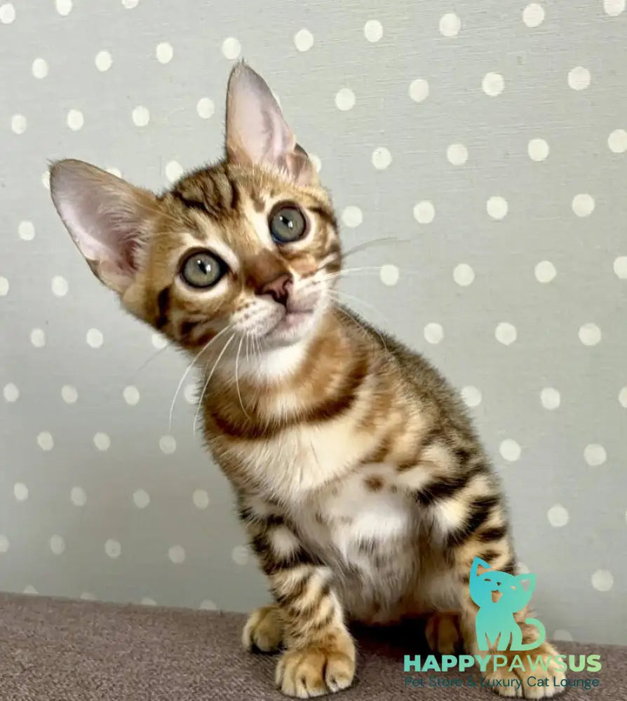 Texas Bengal male black spotted tabby - live animals
