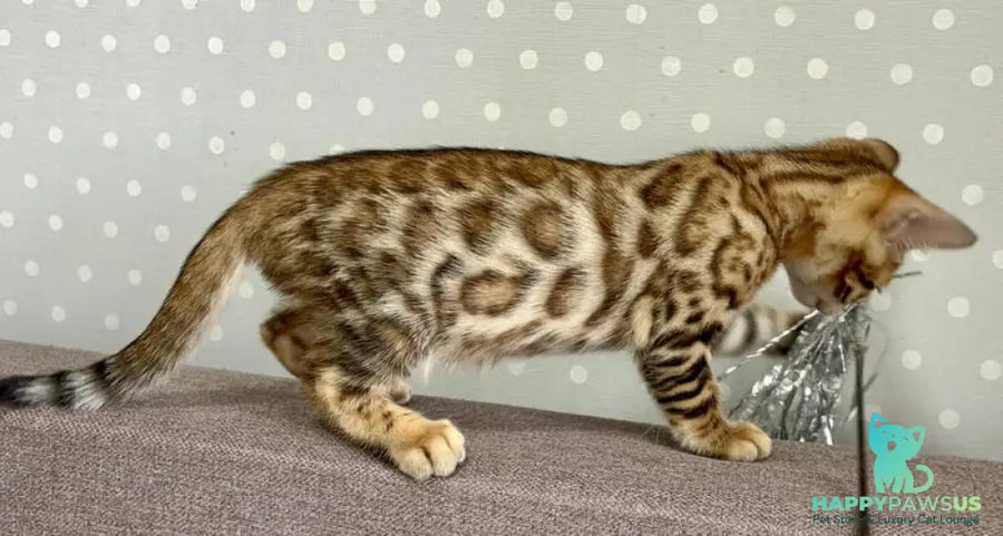 Texas Bengal male black spotted tabby - live animals