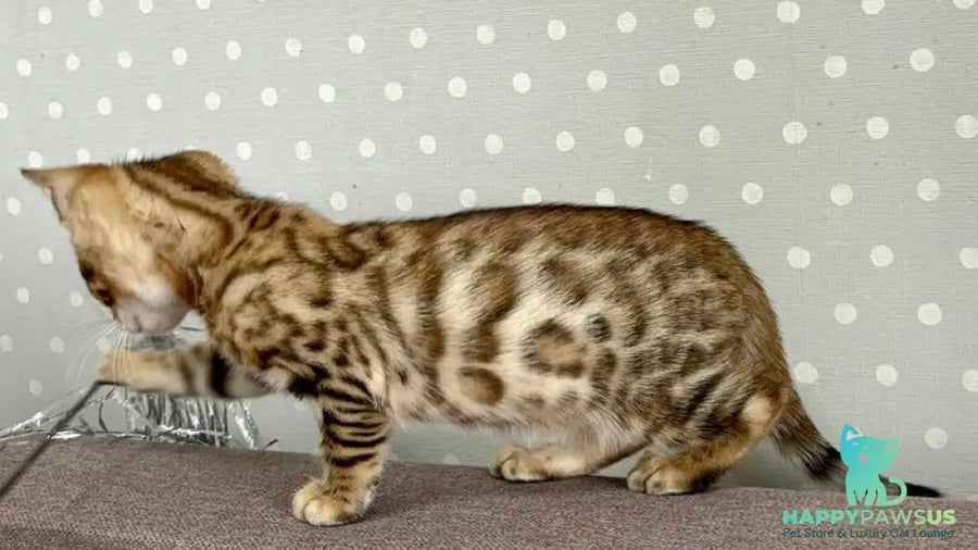 Texas Bengal male black spotted tabby - live animals