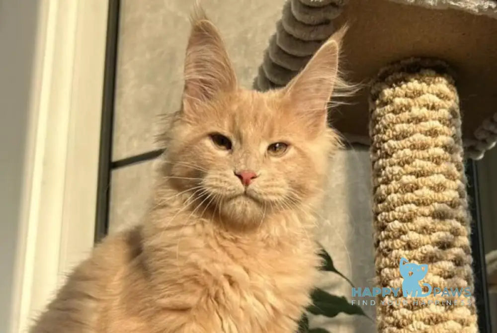 Texas Maine Coon male cream live animals