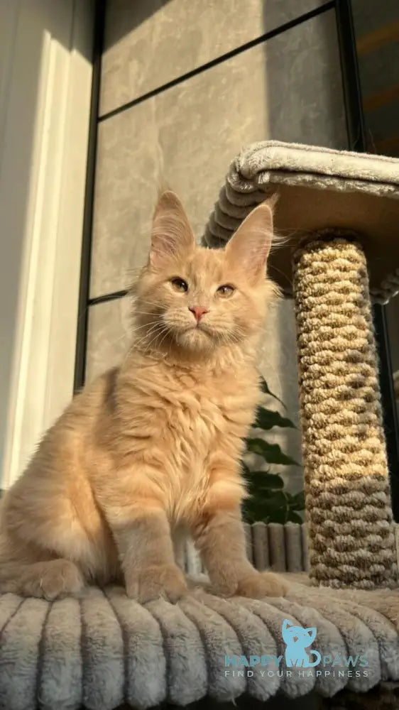 Texas Maine Coon male cream live animals