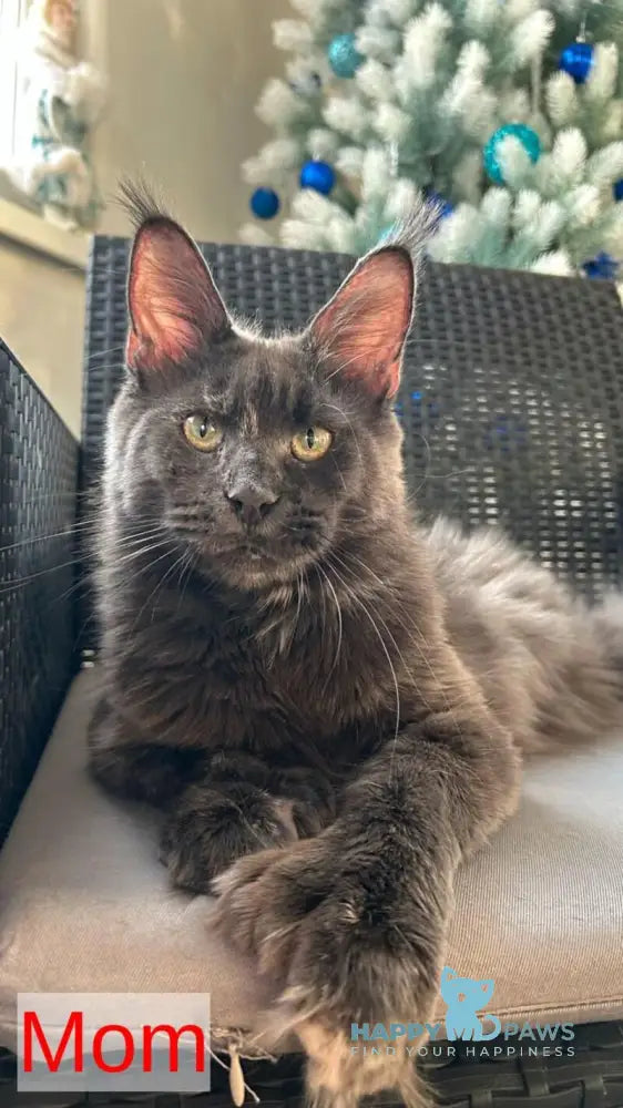 Texas Maine Coon male cream live animals