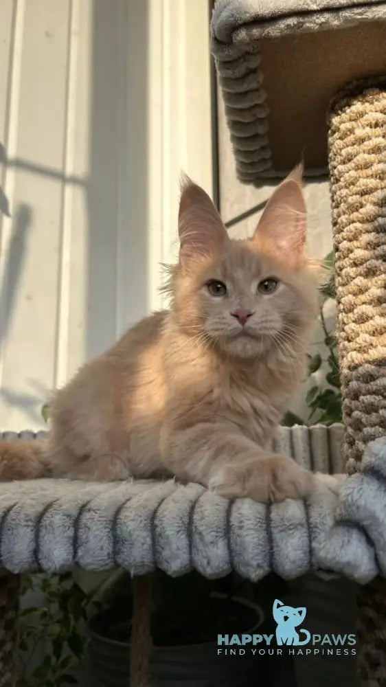 Texas Maine Coon male cream live animals