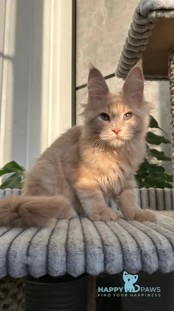 Texas Maine Coon male cream live animals