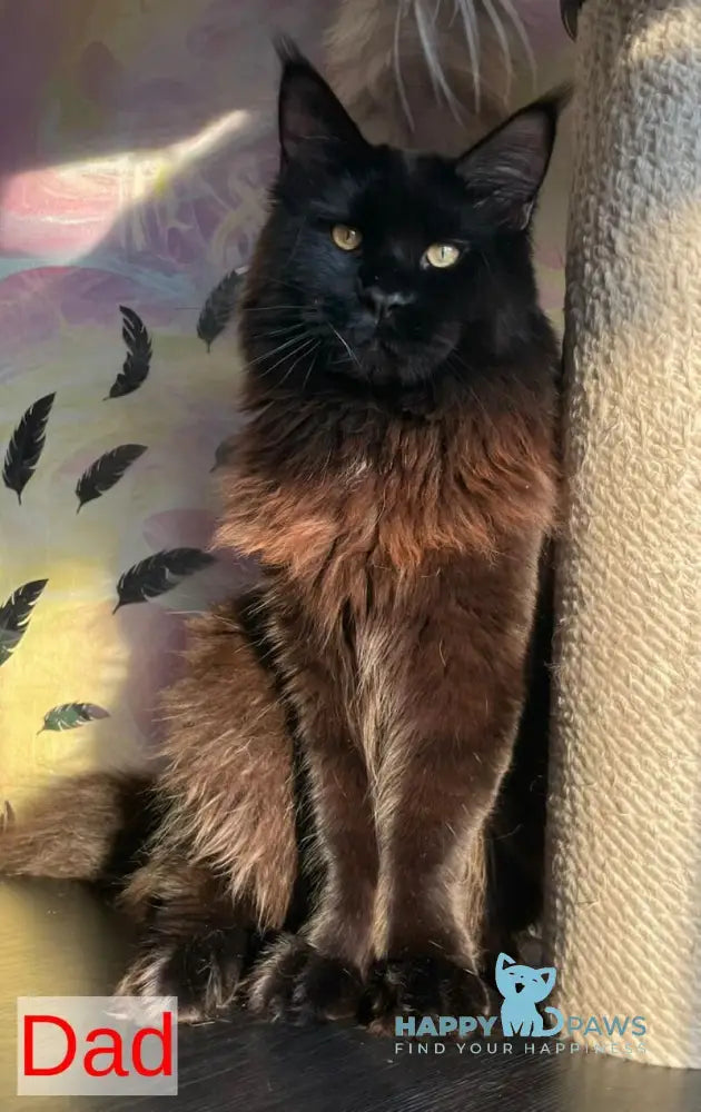 Texas Maine Coon male cream live animals