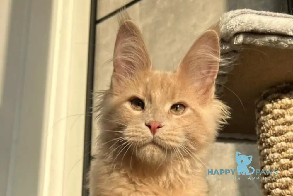 Texas Maine Coon male cream live animals