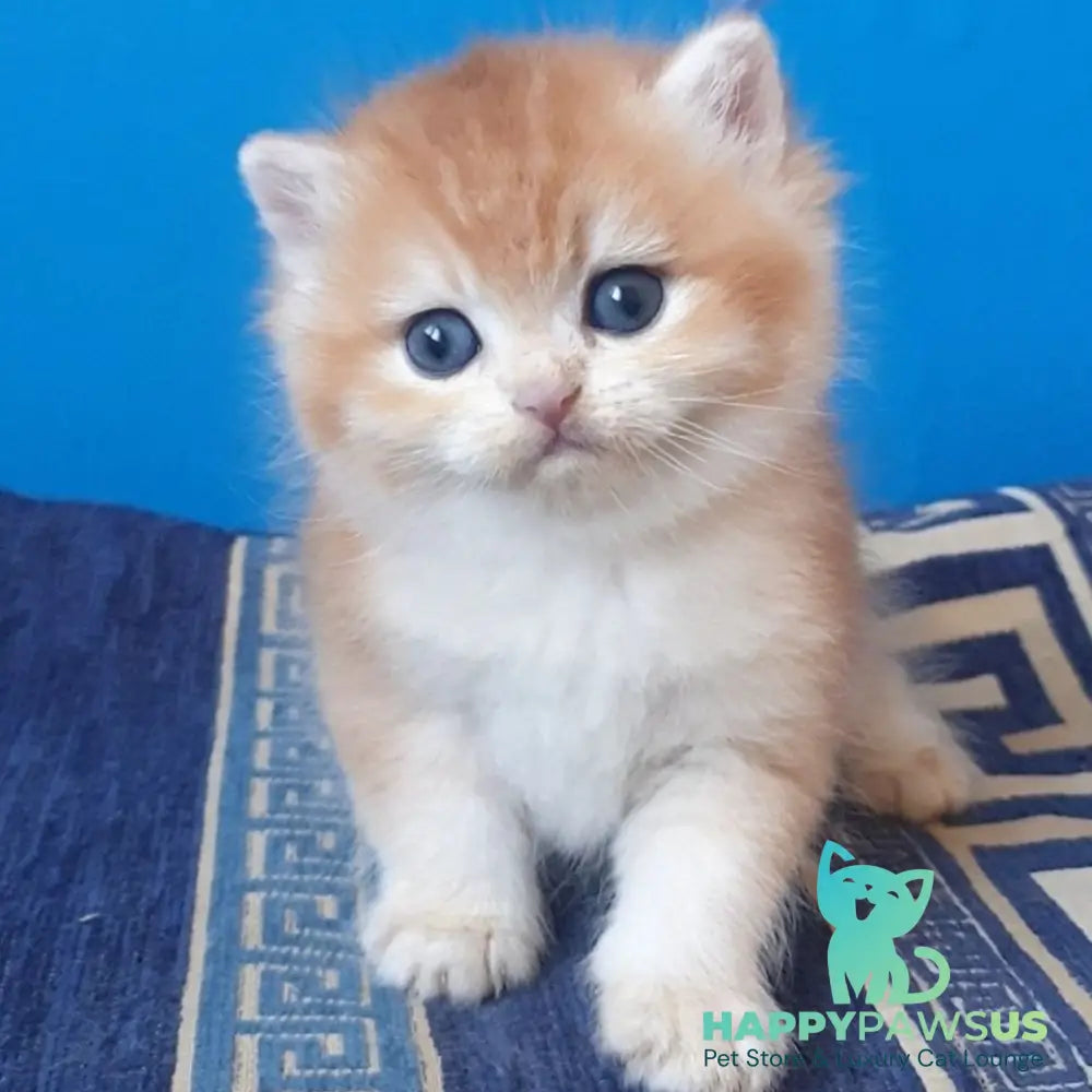 Teya British Shorthair female chocolate golden chinchilla - live animals