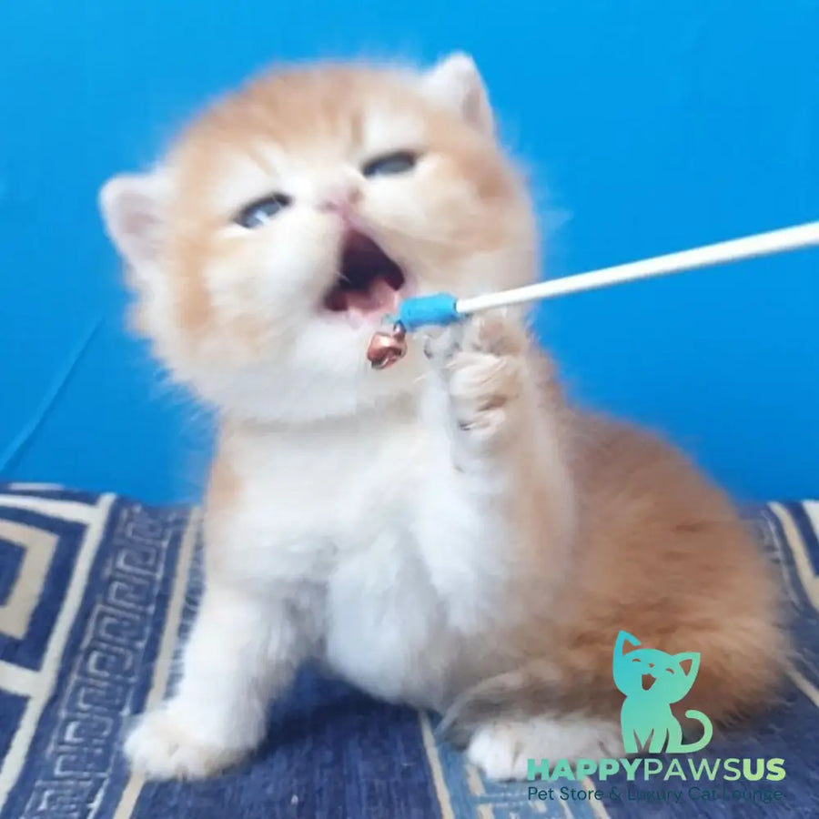 Teya British Shorthair female chocolate golden chinchilla - live animals