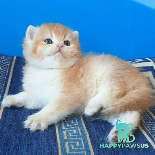 Teya British Shorthair female chocolate golden chinchilla - live animals